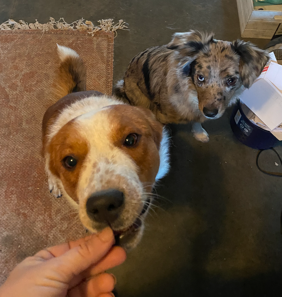 LARGE Dog Treat Bundle