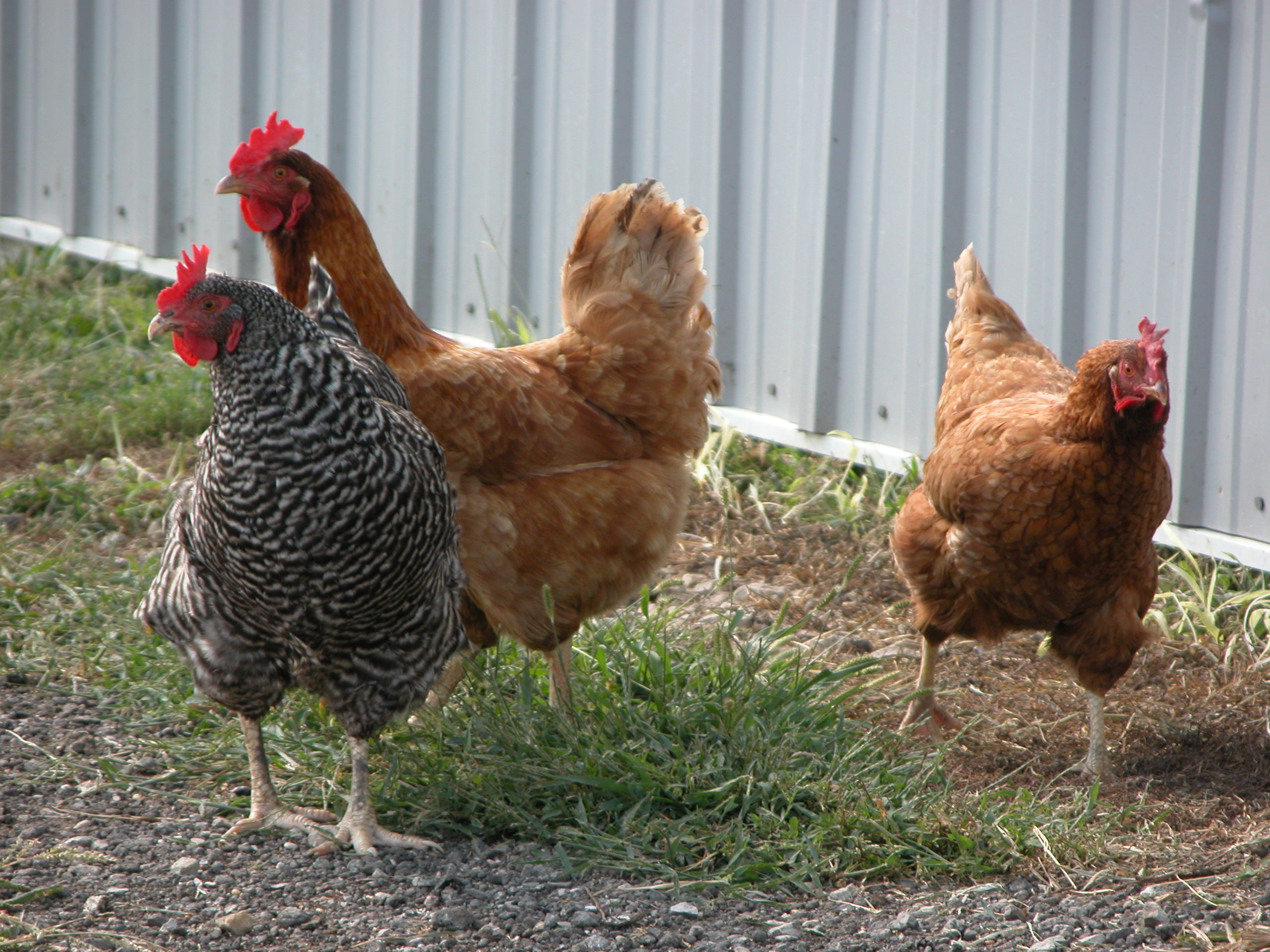EGGS - ADD ON to your delivery!! DES Moines Metro Only