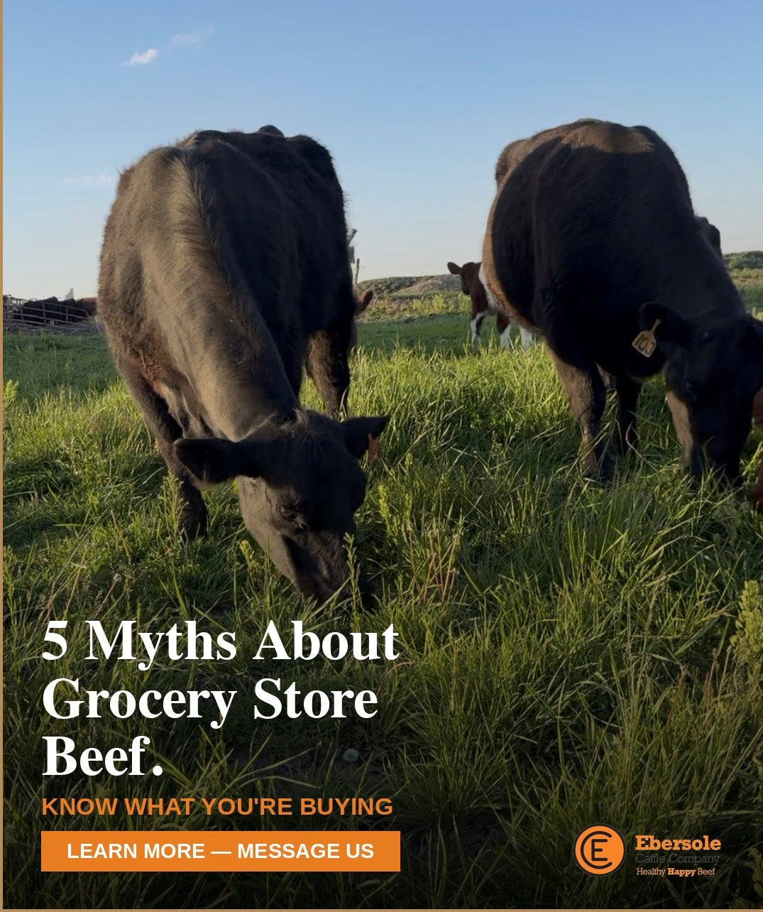 5 Myths About Beef Most Americans Believe