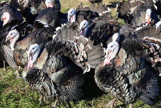 Pasture Raised Turkey