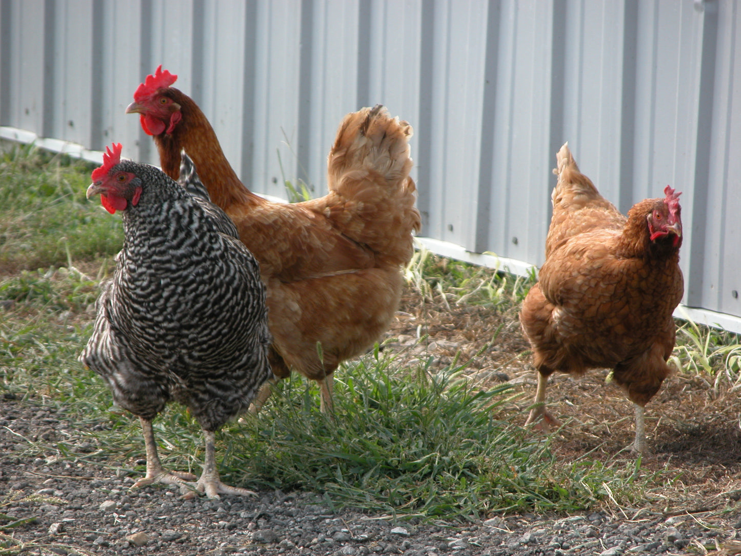 EGGS -  ADD ON to your delivery!! DES Moines Metro Only
